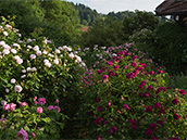 Helle und dunkelrote Gallica Rosen